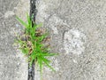 Green grass grow in concrete floor. Royalty Free Stock Photo