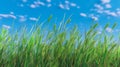 Green grass growing with blue sky and clouds