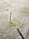 Green grass growing from crack in old asphalt pavement Royalty Free Stock Photo