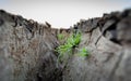 Green grass growing in between the cracked earth crust Royalty Free Stock Photo