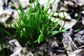 Green grass growing through dry leaves on sunny day Royalty Free Stock Photo