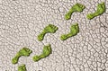 Green grass growing footprints on cracked earth background Royalty Free Stock Photo