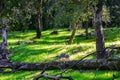 Green grass growing on the forest floor, California Royalty Free Stock Photo