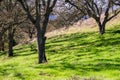 Green grass growing on the forest floor, California Royalty Free Stock Photo