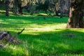 Green grass growing on the forest floor, California Royalty Free Stock Photo