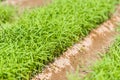 Green grass growing in the garden, Luang Prabang, Laos. Royalty Free Stock Photo