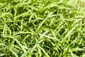 Green grass growing in the garden, Luang Prabang, Laos. Close-up. Royalty Free Stock Photo