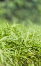 Green grass growing in the garden, Luang Prabang, Laos. Vertical. Royalty Free Stock Photo