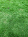 Green grass growing in garden, nature photography, natural gardening background, pattern in fern leaf