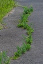 Green grass growing on grey asphalt Royalty Free Stock Photo