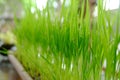 Green grass growing in a pot made from bamboo. Royalty Free Stock Photo