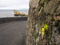 Green grass growing on rock stone wall in focus. Blackrock diving board, Salthill area, Galway city, Ireland. Popular tourist area
