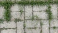 Green grass growing on rocks. Grass grew through the cracks in the rock Royalty Free Stock Photo