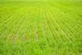 Green grass growing in rows, newly sown landscape background