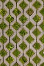 Green grass growing through square cells of eco permeable pavement.