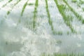 Green grass growing on a swamp area and reflection in water surface,nature background Royalty Free Stock Photo