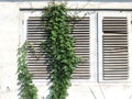 green grass growing on the window of the old house Royalty Free Stock Photo