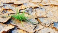 Dry cracked land green shoot,pollution land adversity heal the world new hope life protect environment Royalty Free Stock Photo