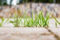 Green grass grows on the asphalt close up Royalty Free Stock Photo