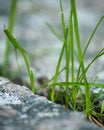 Green grass grows through the asphalt, soft focus Royalty Free Stock Photo