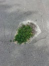 Green grass grows in a crack in the asphalt road. Top view Royalty Free Stock Photo
