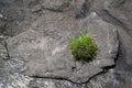 green grass grows on a gray stone in the river Royalty Free Stock Photo