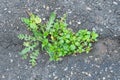 Green grass grows in grey asphalt texture background. Royalty Free Stock Photo