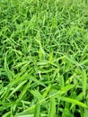 Green grass grows lush