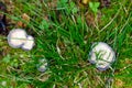 Green grass grows through old stale mushrooms covered with white mold in the tundra