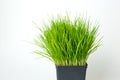 Green grass grows in a pot