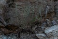 Green grass grows on rough stone light textured rock, beige brown cliff. Different layers of slabs. Cloudy. Baikal Royalty Free Stock Photo