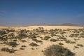 Green grass grows in the sand dunes Royalty Free Stock Photo