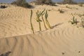 Green grass grows in the sand dunes