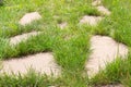 Green grass grows between the stones of the path in the garden Royalty Free Stock Photo