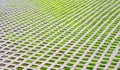 Green grass grows through the tile. Beautiful background Royalty Free Stock Photo