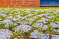 Green grass grows from the tile or path