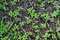green grass grows through tree branches lying on the ground Royalty Free Stock Photo
