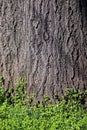 Green grass on grunge tree background