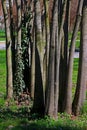 Green grass on grunge tree backgroundn texture, raw, wood