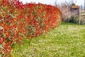 Green grass and hedge of photinia red robin Royalty Free Stock Photo