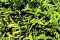 Green grass herb or brake,fern