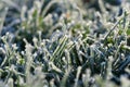 Green Grass with hoarfrost Royalty Free Stock Photo