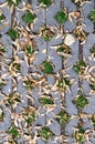 Green grass in holes of paving blocks with seeds at autumn. background, pattern, texture. Royalty Free Stock Photo