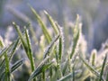 Green grass with ice crystals Royalty Free Stock Photo