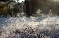 Green grass with ice crystals. Rime on autumn meadow Royalty Free Stock Photo