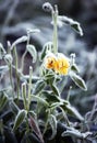 Green grass with ice crystals. Rime on autumn meadow Royalty Free Stock Photo