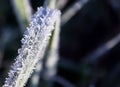 Green grass with ice crystals. Rime on autumn meadow Royalty Free Stock Photo