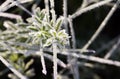 Green grass with ice crystals. Rime on autumn meadow Royalty Free Stock Photo