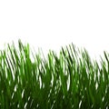 Green Grass Isolated