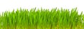 Green grass isolated Royalty Free Stock Photo